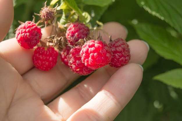 Le symbolisme des framboises mûres