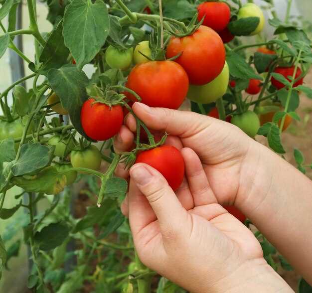 5. Les tomates striées