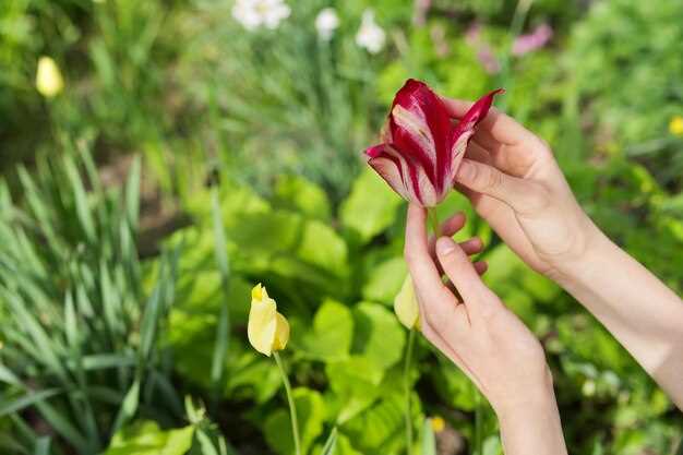 Les différentes couleurs des tulipes