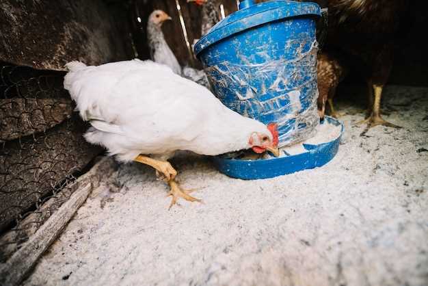 Poules et un coq mort en rêve