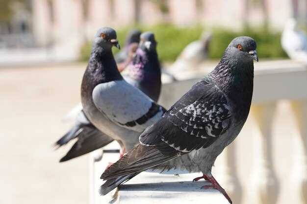 Les pigeons comme messagers du passé