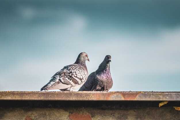 Signification de donner du pain aux pigeons en rêve