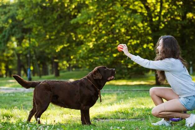 Le dressage de chiens en rêve et la nécessité d'apprendre et de grandir