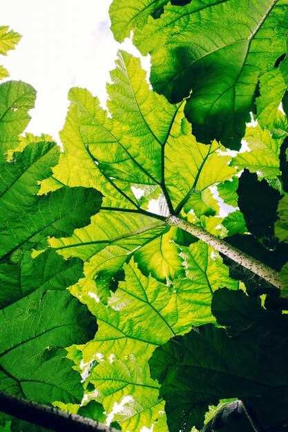 Les rêves récurrents avec une feuille de vigne