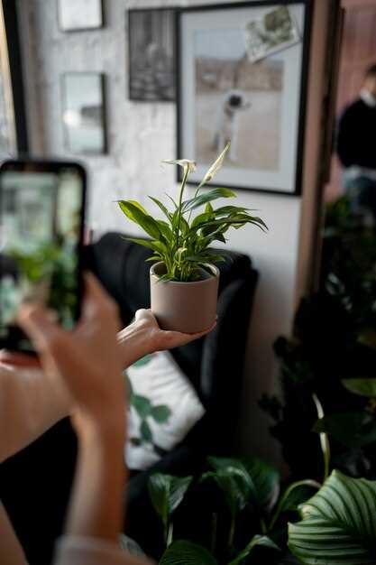 La symbolique des fleurs en pot