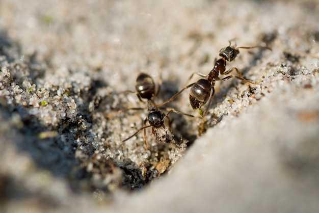 Rêver de fourmis : une symbolique puissante