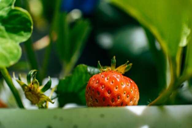 Comment interpréter les fraises et les tomates rouges en rêve ?