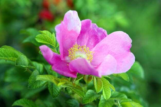 Interprétation du géranium rose en rêve : la joie et le bonheur