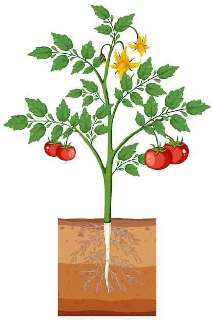 Les graines de tomates et les projets futurs