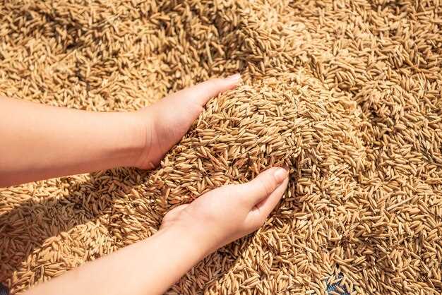 Les grains de blé germés et la croissance personnelle