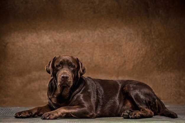 La symbolique du chien hirsute dans les rêves