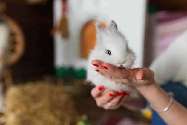 Hamster rouge dans la main : un message spécifique