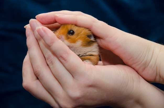 Le hamster rouge : une couleur symbolique