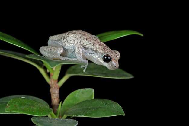 L'origine culturelle du lézard gris et son influence sur son interprétation en rêve