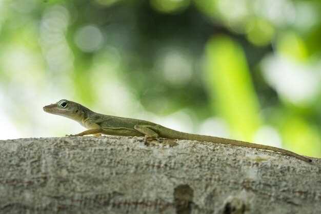 Lézard gris dans un environnement naturel