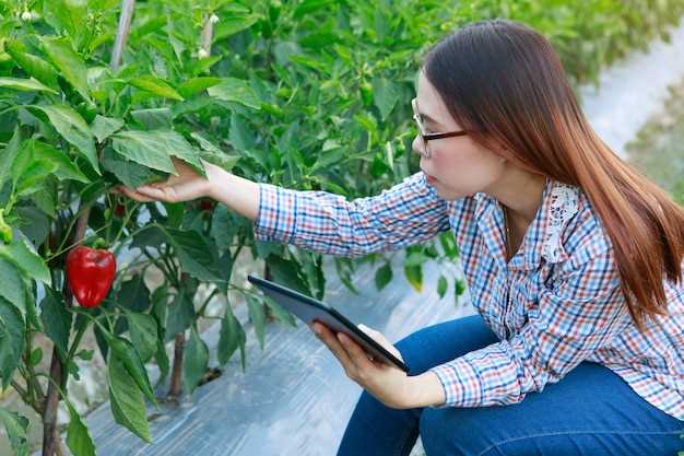 Les conseils pour interpréter et analyser les rêves de culture des tomates