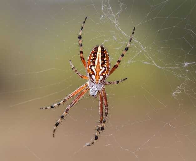 Les rêves d'araignées : variations selon les couleurs et les tailles