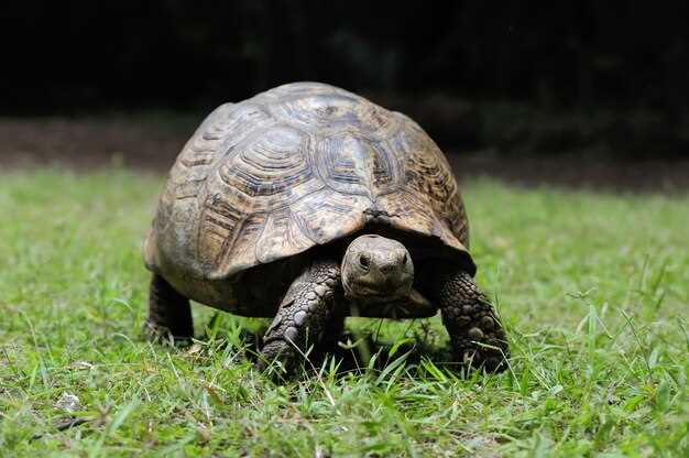 La signification profonde du rêve de la tortue avec une grande bouche