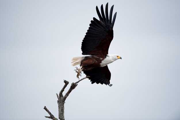 La représentation des aigles dans la peinture