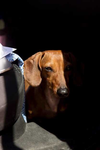 Rêver de chiens et ses liens avec les comportements de protection