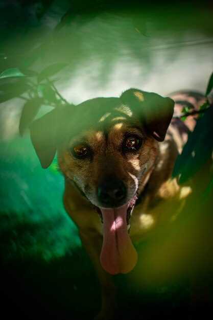 Analyse psychanalytique du rêve du chien étouffant