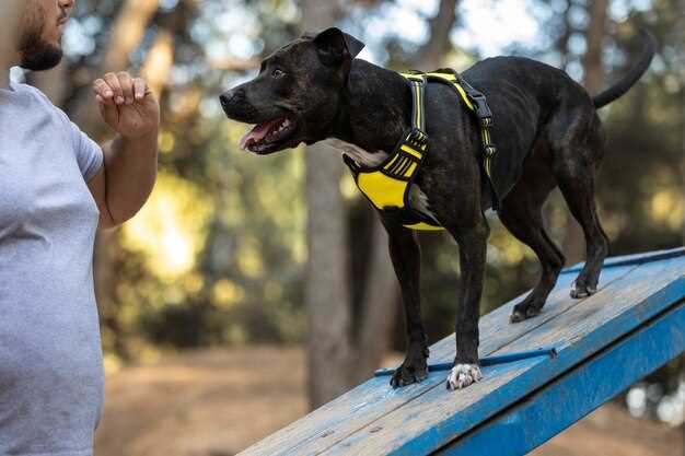 Le chien veut me mordre la jambe en rêve : quelle signification ?