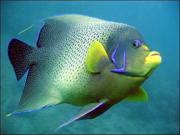 Influences culturelles sur l'interprétation du poisson aux grands yeux en rêve