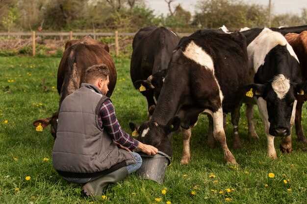 Signification des vaches sans cornes