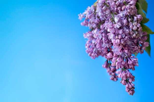 Interprétation des lilas en rêve