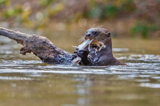 Rêver d'une loutre : révélation ou simple coïncidence ?