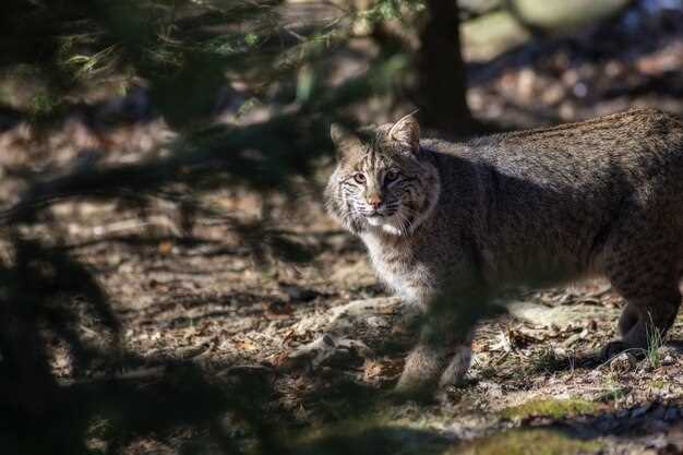 Les lynx et leur symbolisme dans les rêves