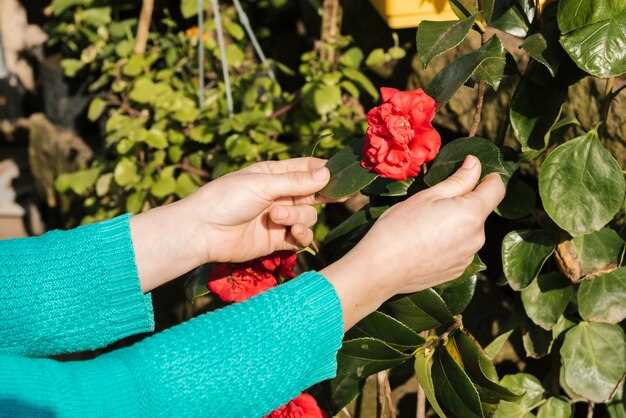 Les framboises rouges