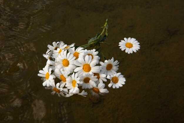 3. Rêver de marcher dans un champ de marguerites blanches