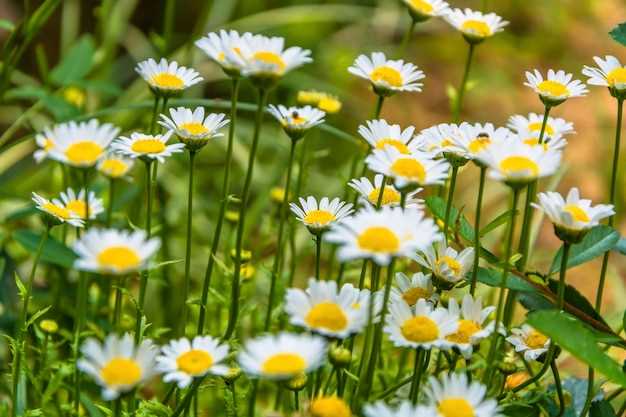 Marguerites en rêve