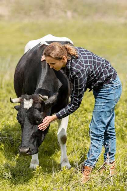 La relation entre la vache et le repos