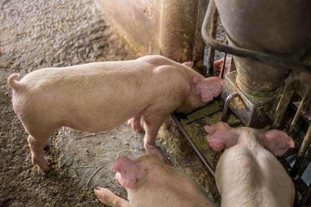 Les significations spirituelles de la morsure de porc en rêve