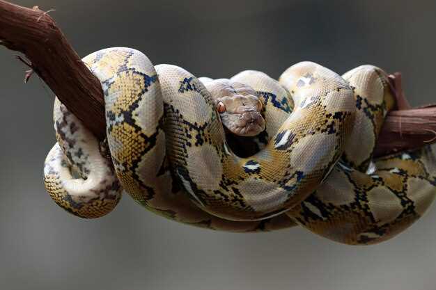 Morsure de serpent au poignet en rêve : quelle signification ?