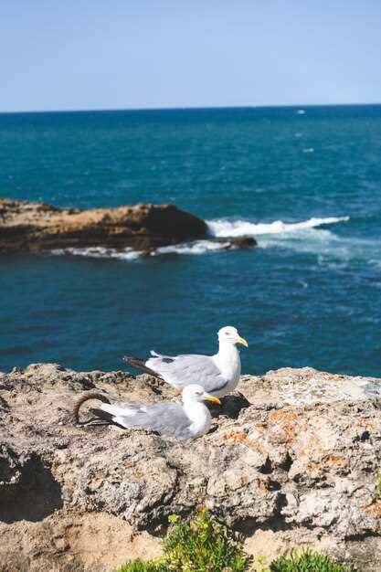 Sens symbolique de la mouette