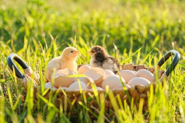 La purification et la guérison