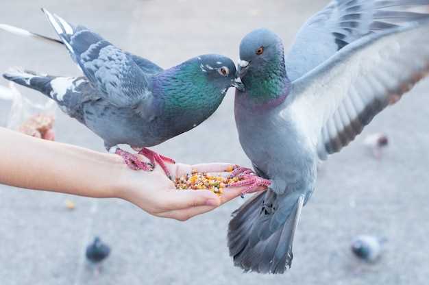 Le pigeon comme symbole de paix et d'harmonie