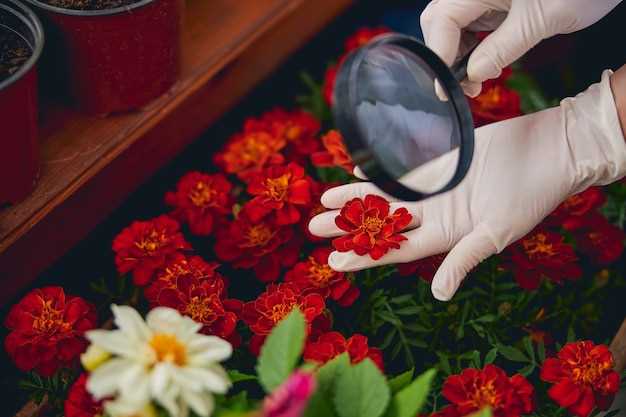 Les fleurs rouges comme symboles de la force et de la puissance