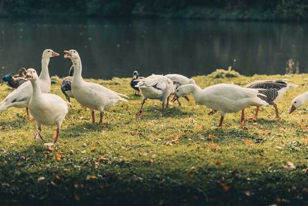 Le symbolisme des oies sauvages grises