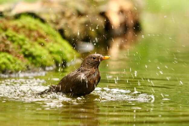 L'oiseau d'eau en rêve: une invitation à l'introspection