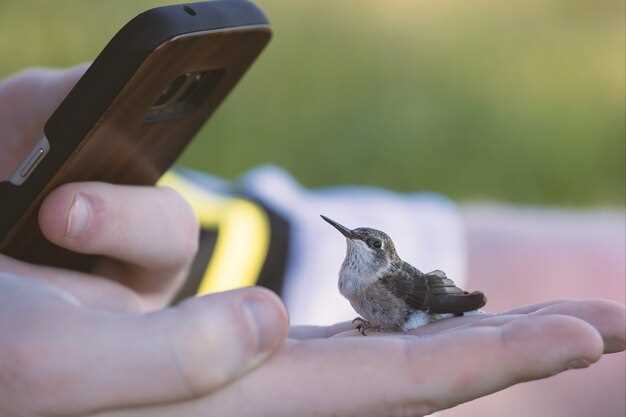 Oiseaux malades comme messagers de transformation