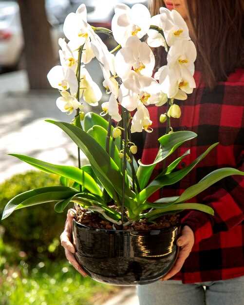 L'orchidée, symbole de sensualité et de féminité