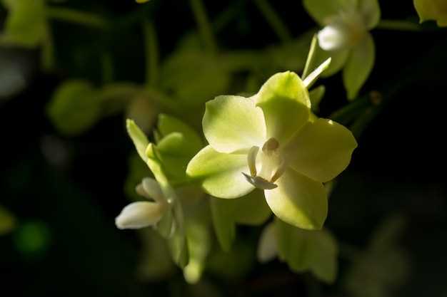 Lien entre l'orchidée verte et l'espoir