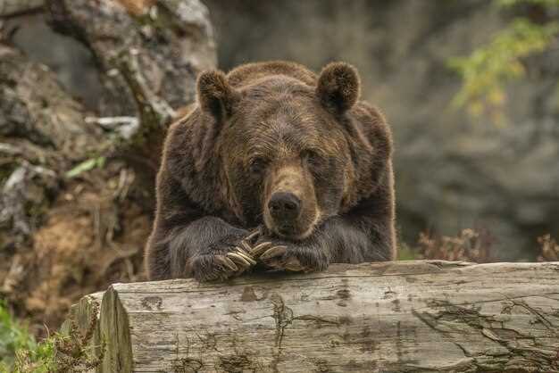 Interprétation des scénarios de rêve avec un ours brun