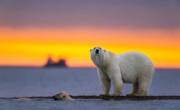 Les rêves d'ours polaire et le pouvoir personnel