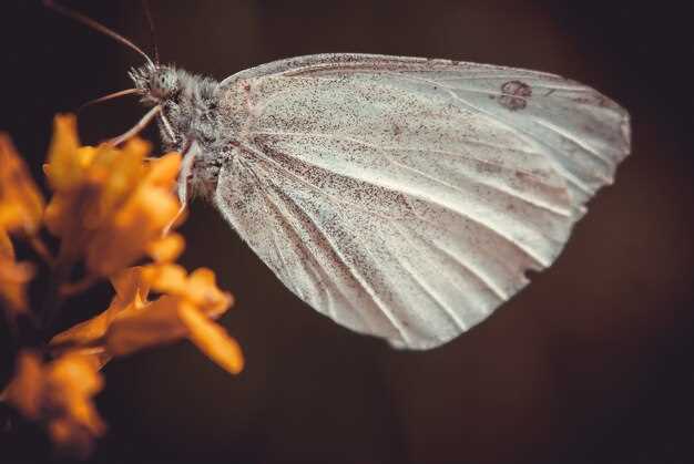 Explication scientifique du rêve du papillon blanc dans la main