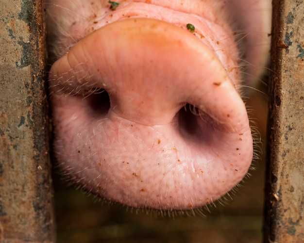 La dualité de la peau de porc en rêve